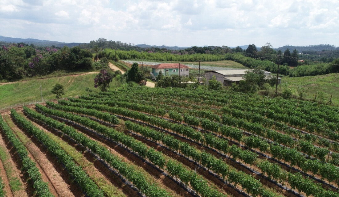 Tempo instável afeta produções agrícolas de Mogi e região 