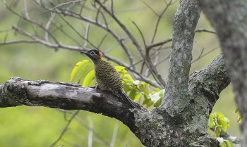 COP15 de Espécies Migratórias Silvestres será no Brasil em 2026