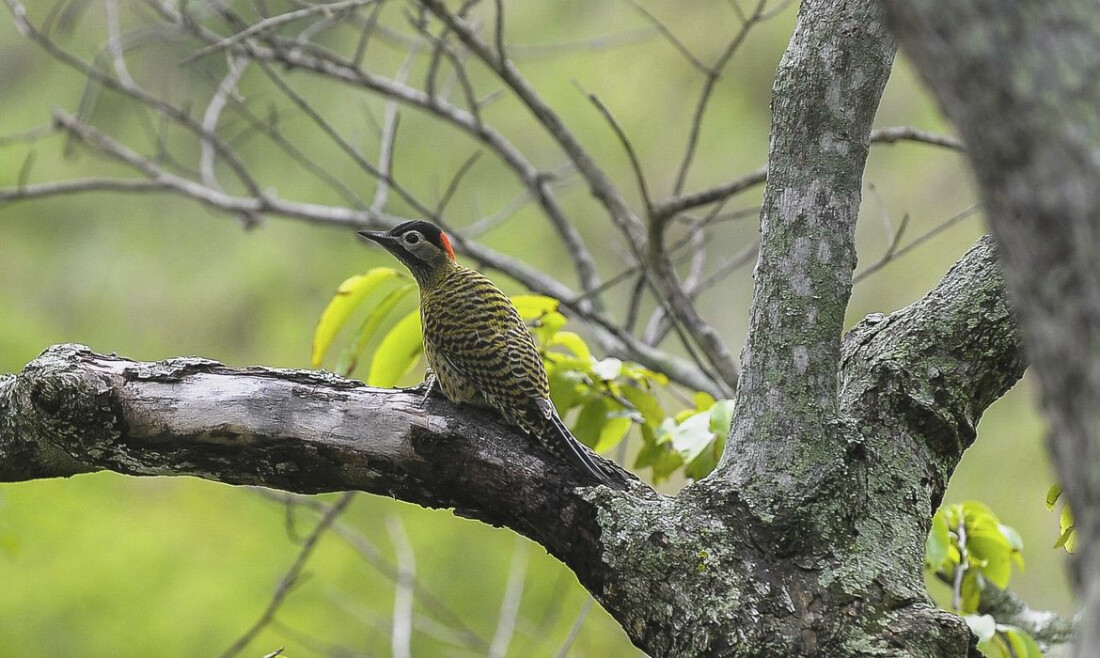 COP15 de Espécies Migratórias Silvestres será no Brasil em 2026