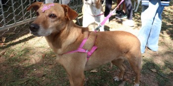Portal 'Baby, me leva!' apresenta 60 cães e gatos para adoção