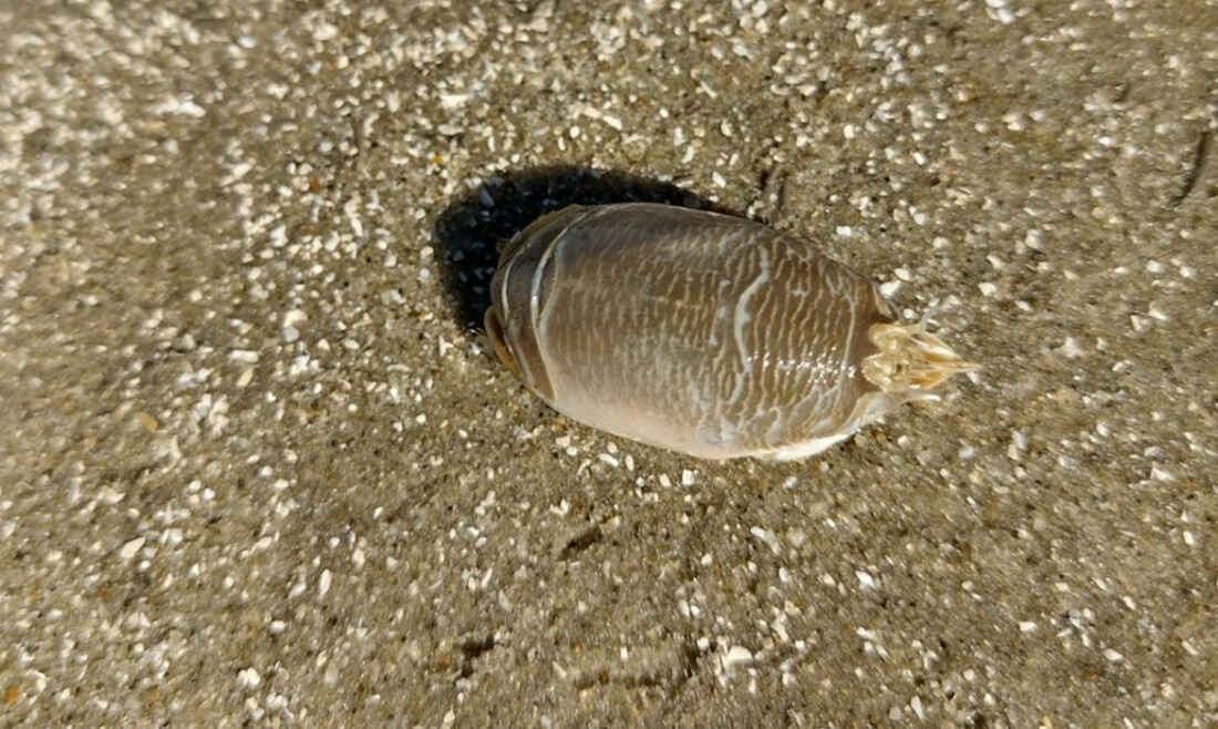 Pesquisadores investigam 'sumiço' dos tatuís na costa brasileira