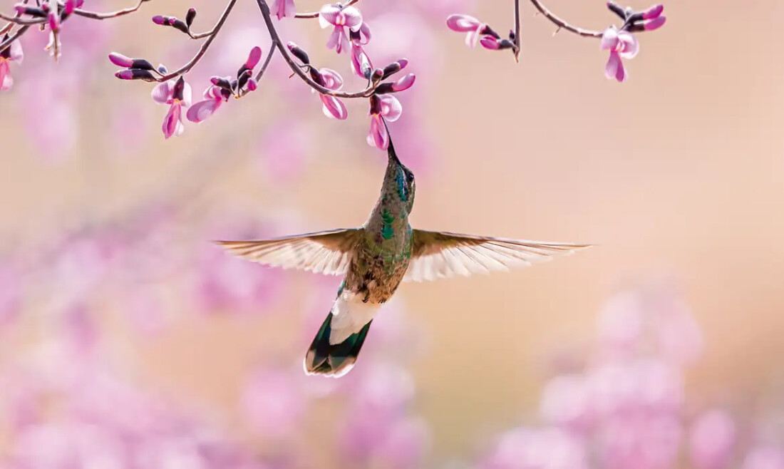 Aves beijoqueiras estão ameaçadas no Cerrado, diz pesquisador