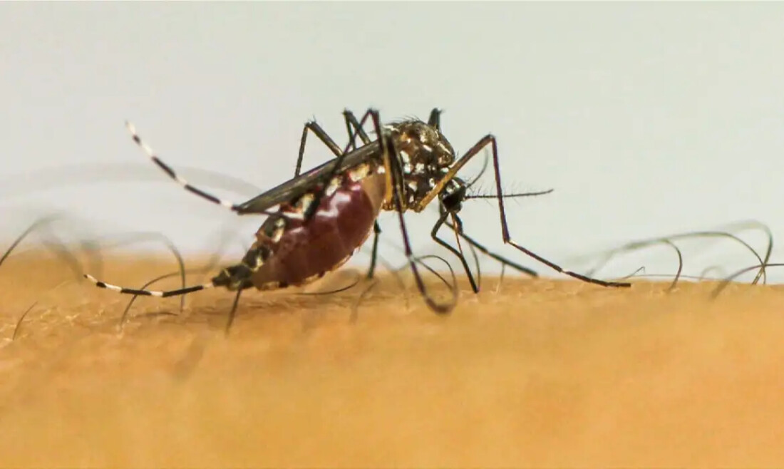 Brasil ultrapassa 1 milhão de casos prováveis de dengue em 2025