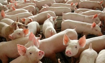 Chile passará a importar carne suína do Paraná