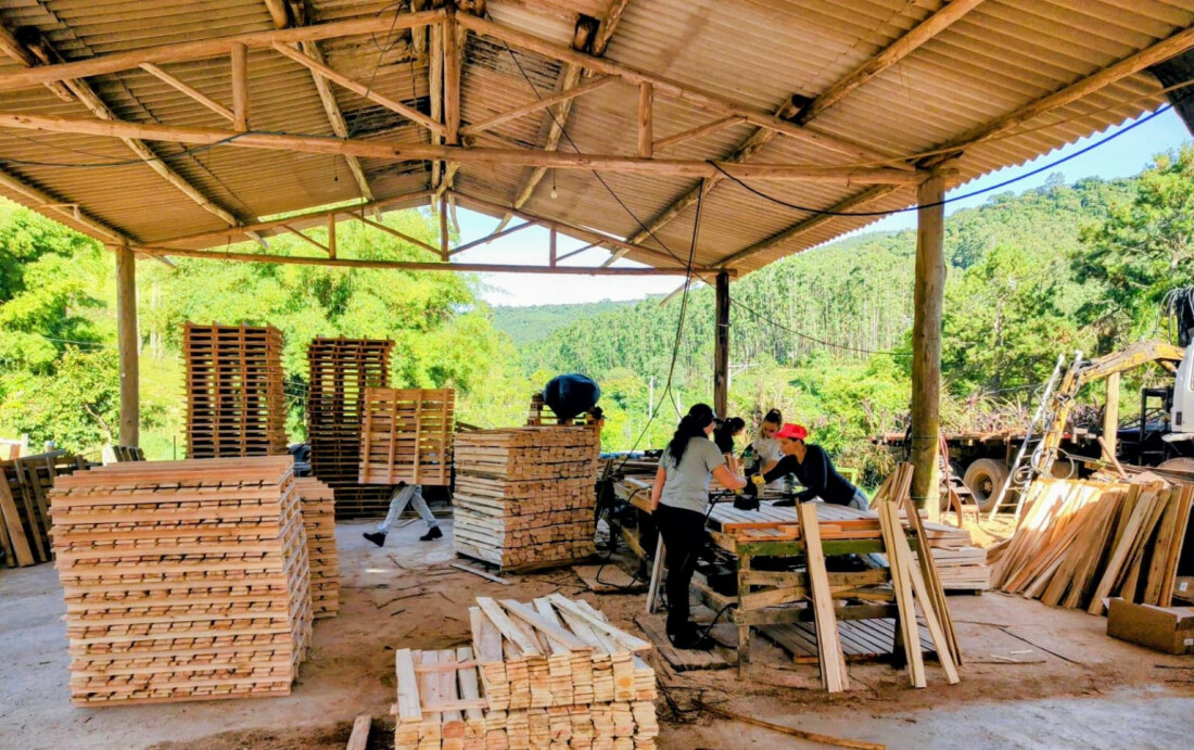 SP Produz fortalece cadeia do eucalipto do Alto Tietê 