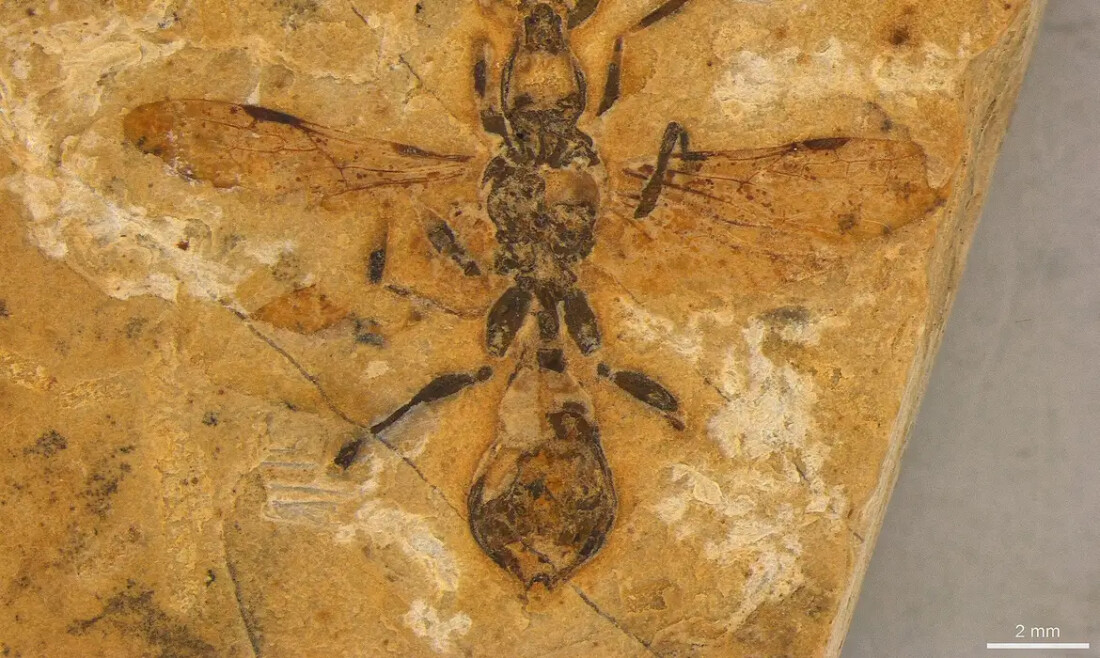 Fóssil de formiga mais antiga do mundo é encontrado em Crato, no Ceará