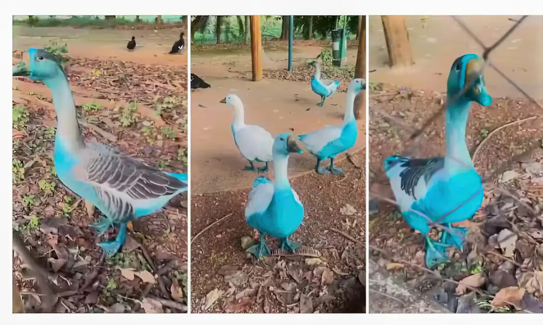 Jundiaí apura vazamento de corante que tingiu aves em parque