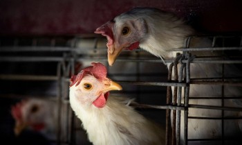 Gripe aviária: Brasil confirma dois focos e investiga seis casos
