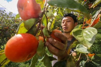 Exportações de caqui crescem e ganham destaque na Europa e América do Norte