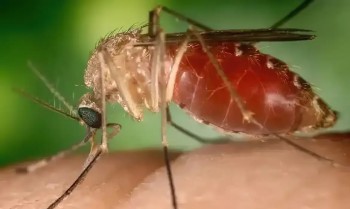 Rio confirma mais duas mortes por febre do Oropouche
