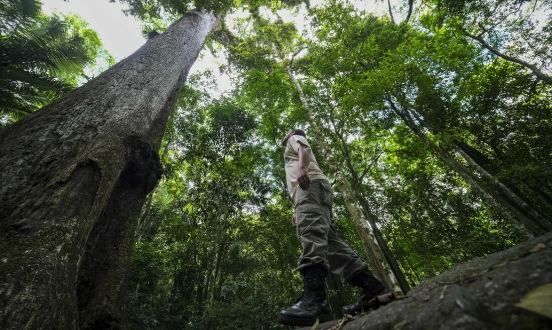 Caminhos da Reportagem mostra resgate de frutas da Mata Atlântica