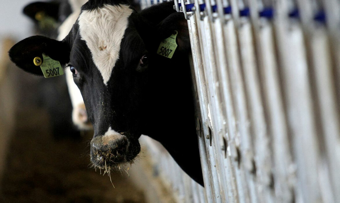 País recebe status internacional como livre de febre aftosa sem vacina