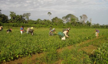 Produtores afetados por estiagem no RS podem renegociar crédito rural