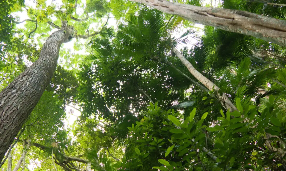 Hoje é Dia: Semana do Meio Ambiente e obesidade infantil são destaques