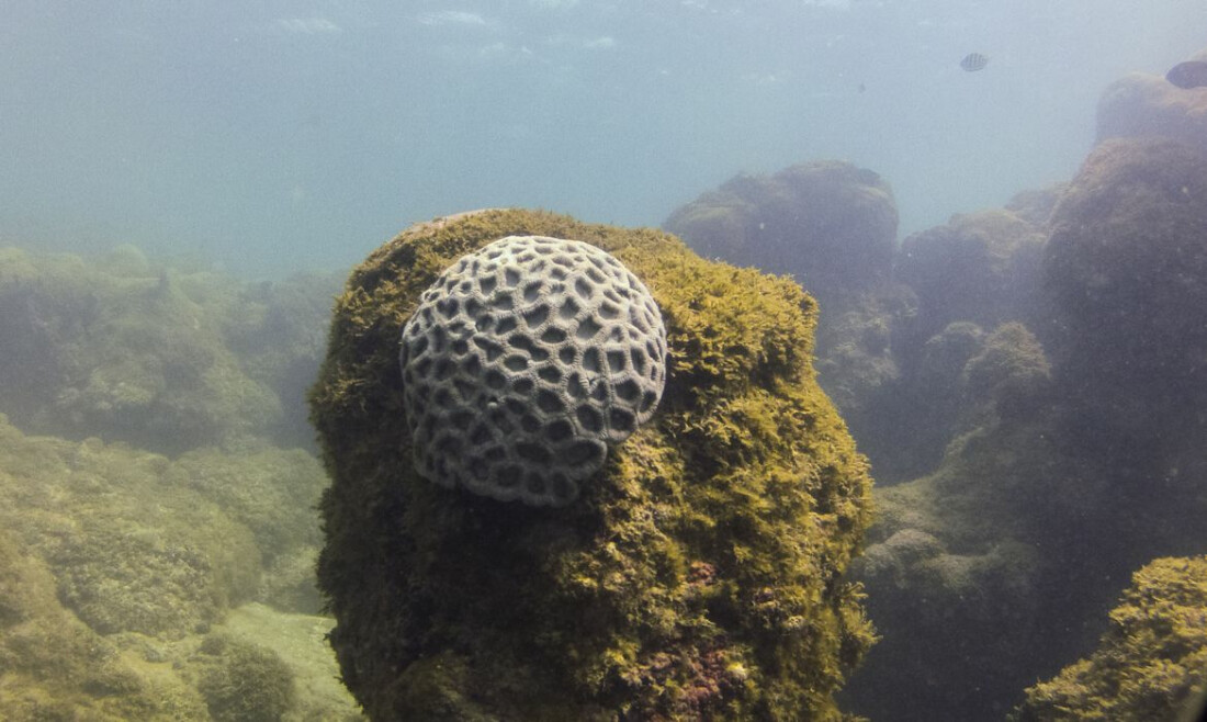 Unesco reconhece projeto brasileiro que busca preservar corais em PE
