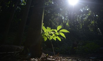 Sesc São Paulo tem programação especial na Semana do Meio Ambiente