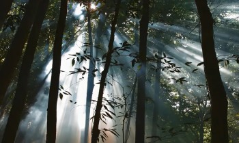 Veículos da EBC exibem filmes sobre preservação e sustentabilidade