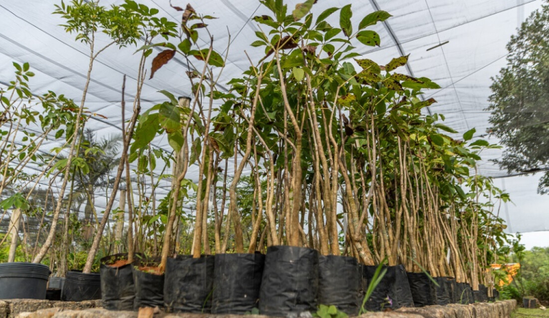 Projeto Plante Água retoma doação de mudas em Mogi das Cruzes