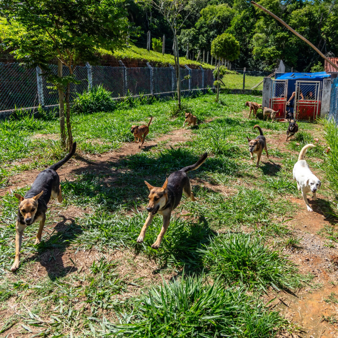 Programa Bora Ser Feliz reforça cuidados com pets em Guararema