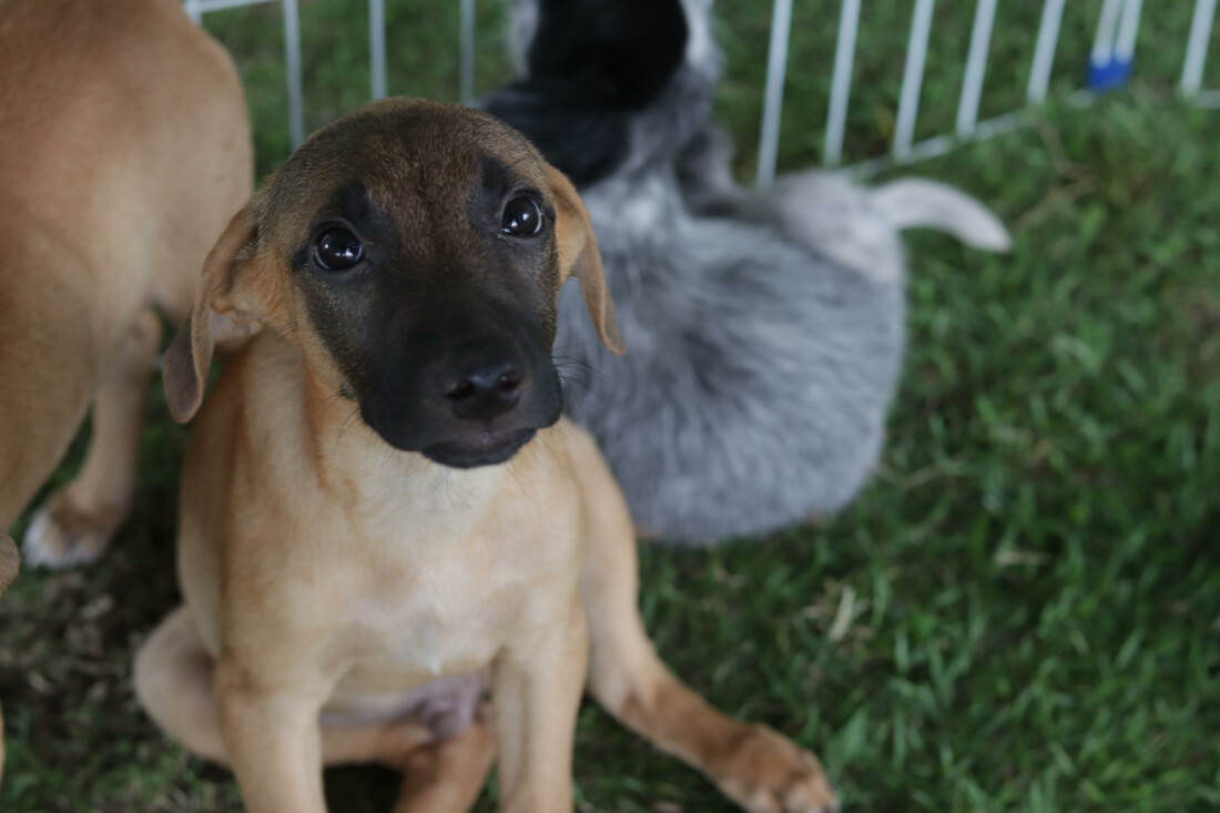 'Baby, me Leva' ultrapassa marca de 2 mil animais adotados desde 2021