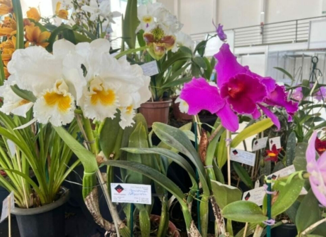 Secretaria de Indústria e Comércio inicia ação para formar orquidófilos em Poá