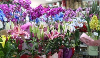 Dia dos Namorados: Mercado Municipal se prepara para aumento nas vendas de flores 