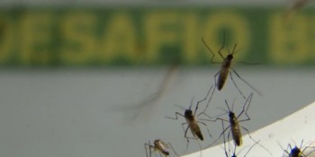 No Rio, infestação de Aedes aegypti é maior no centro e na zona oeste
