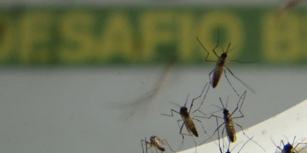 No Rio, infestação de Aedes aegypti é maior no centro e na zona norte