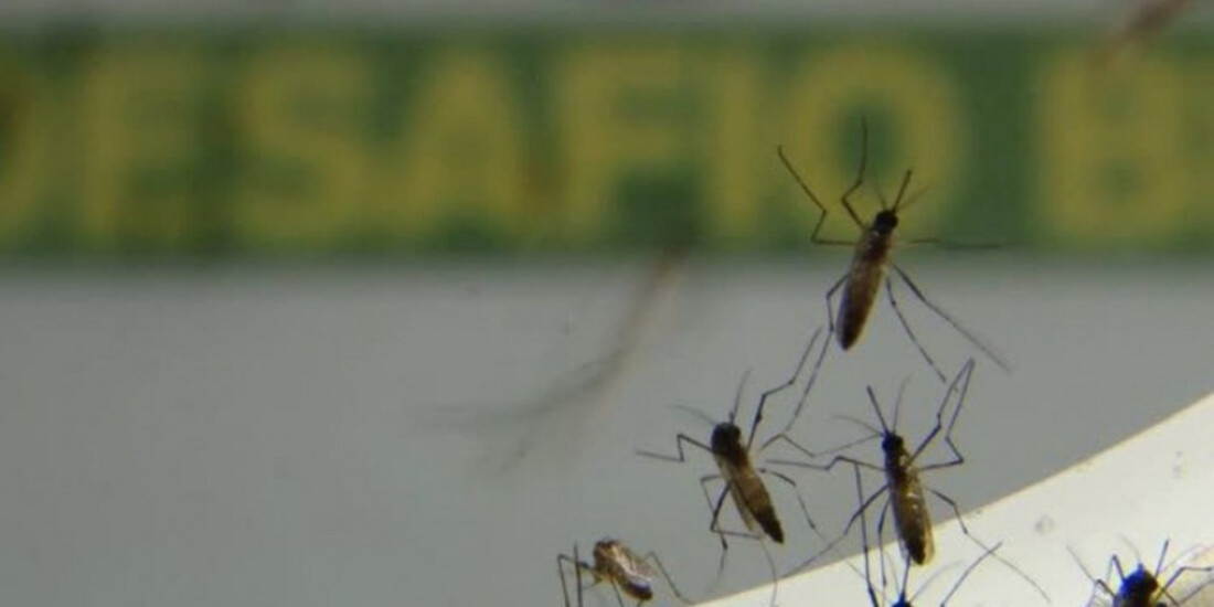 No Rio, infestação de Aedes aegypti é maior no centro e na zona norte