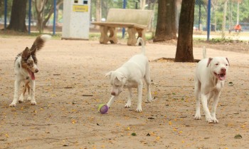 Governo sanciona lei que proíbe tatuagens e piercings em cães e gatos