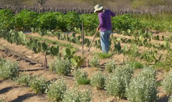 Estudo mostra ganhos necessários para vida digna em áreas do semiárido