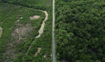 Construção de estradas impacta mangue amazônico