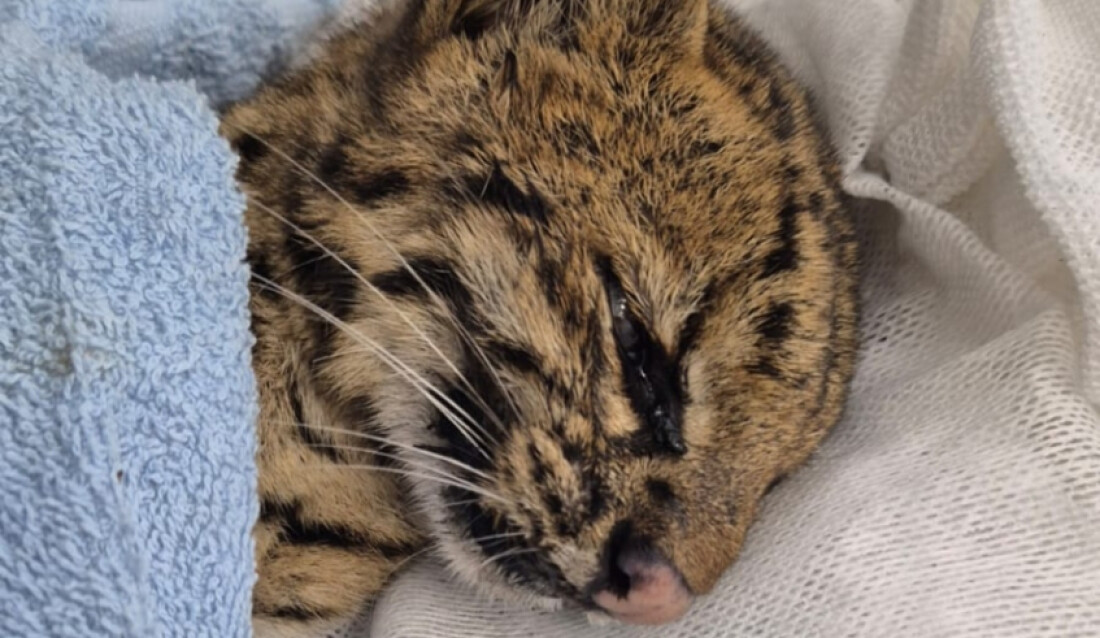 Felino silvestre é resgatado no distrito de Jundiapeba, em Mogi das Cruzes