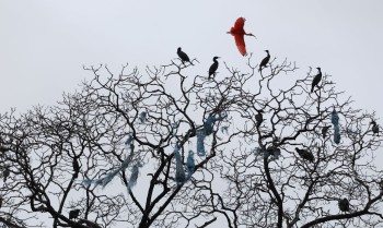 Mais de 500 espécies de aves estarão em risco de extinção em 100 anos