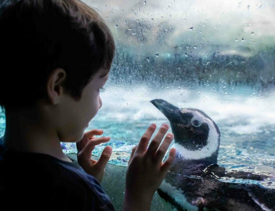 Férias de julho: confira 10 dicas de passeios na capital, litoral e interior de SP