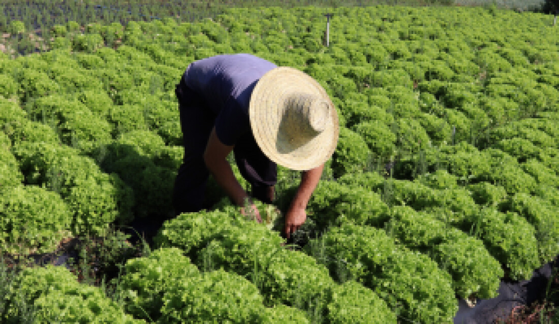 Produção rural de Mogi e Suzano se mantém com frio mais intenso