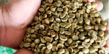 Mantiqueira de Minas conquista o mercado de cafés especiais