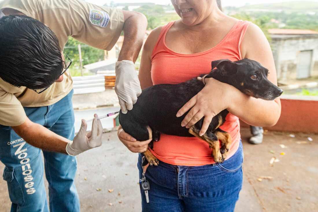Prefeitura de Guararema promove ações de vacinação antirrábica nos bairros