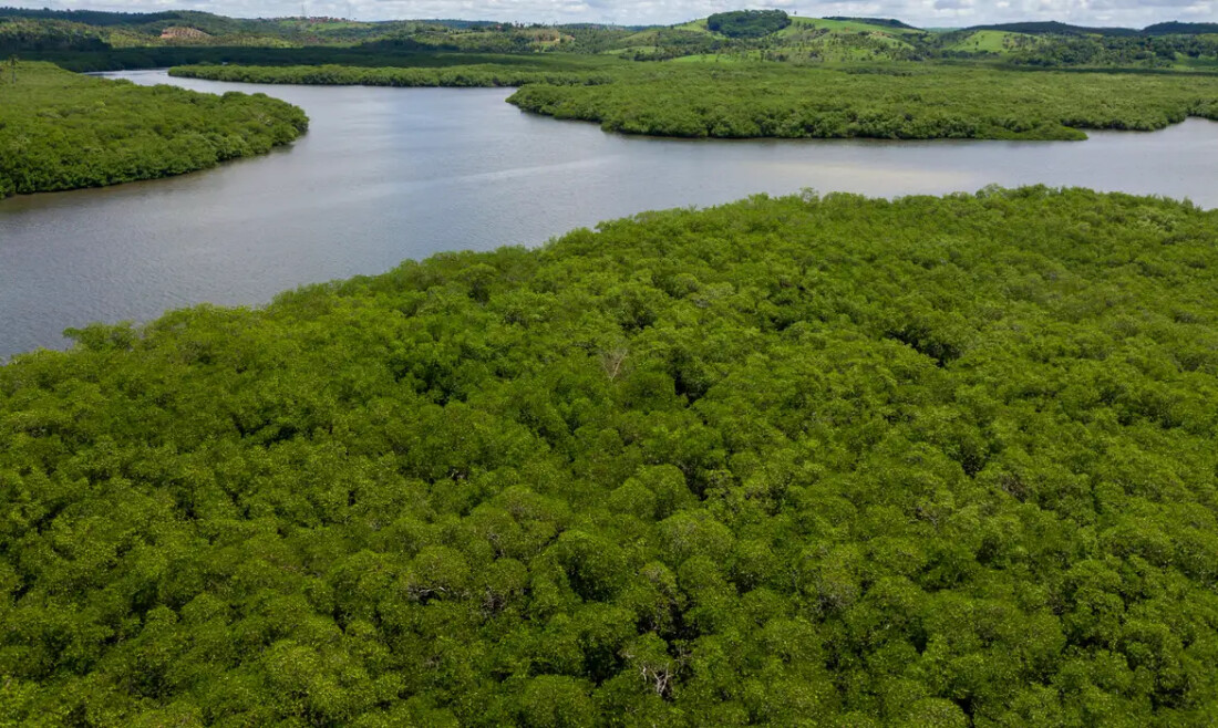 Campanha pede criação de reserva para proteger manguezal em Pernambuco
