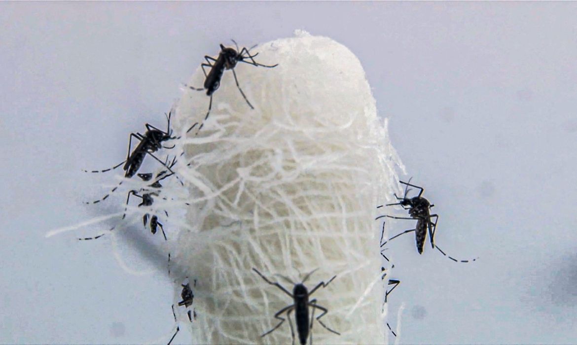 Capital paulista tem queda de 90,5% nos casos confirmados de dengue