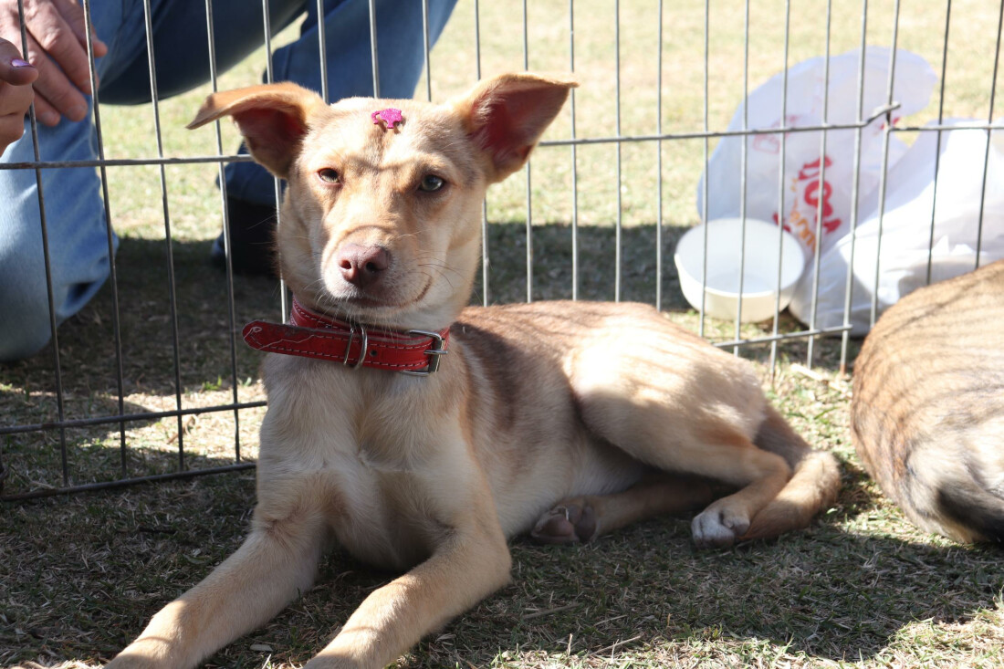 'Baby, me Leva!' promove nova edição presencial de adoção responsável neste sábado