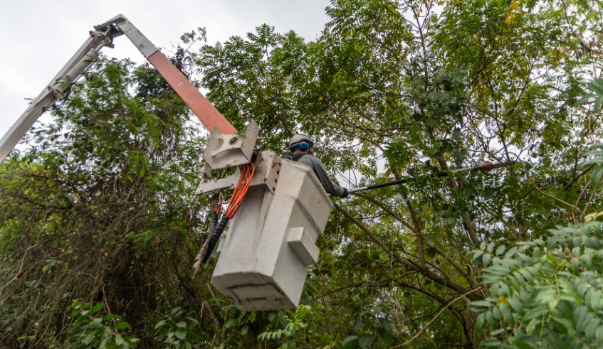 Prefeitura de Mogi realiza grande ação de podas de árvores e previne acidentes