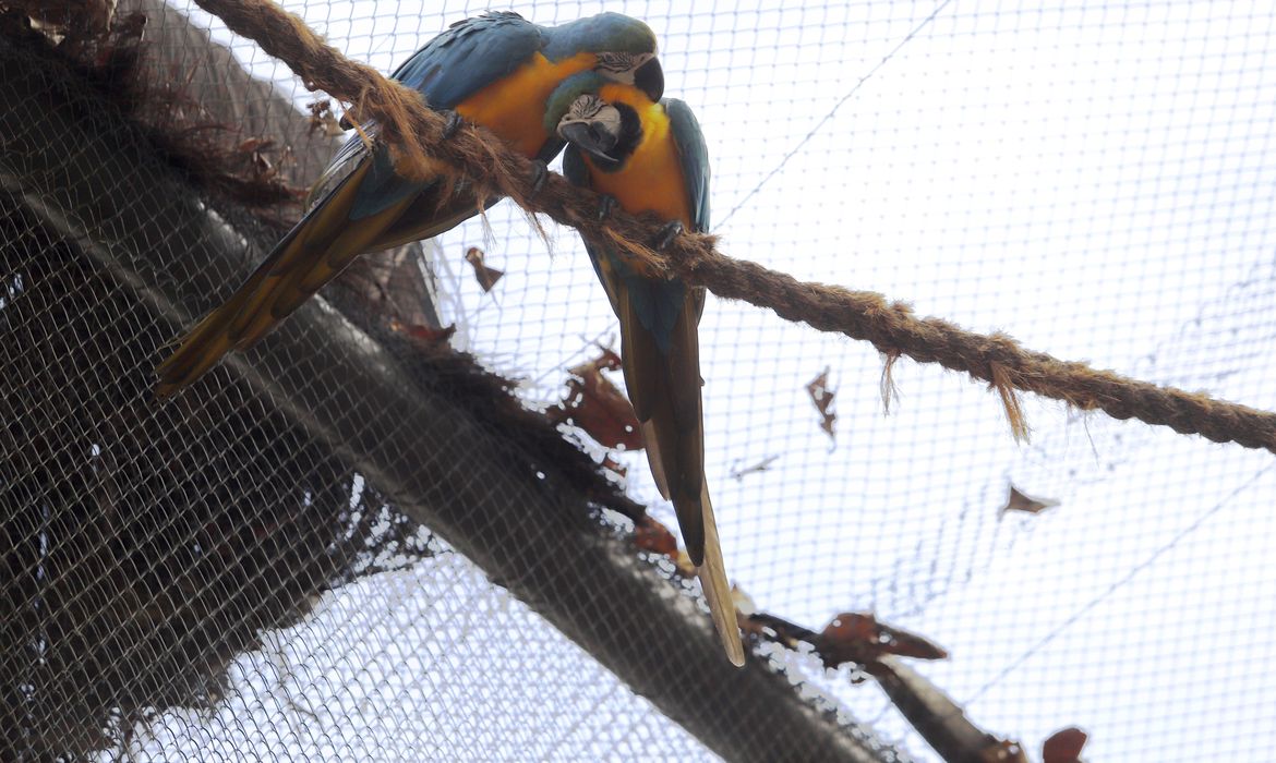 Morte de mais quatro aves fecha ao público zoológico do Rio