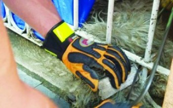 Cão entala cabeça no portão em Suzano