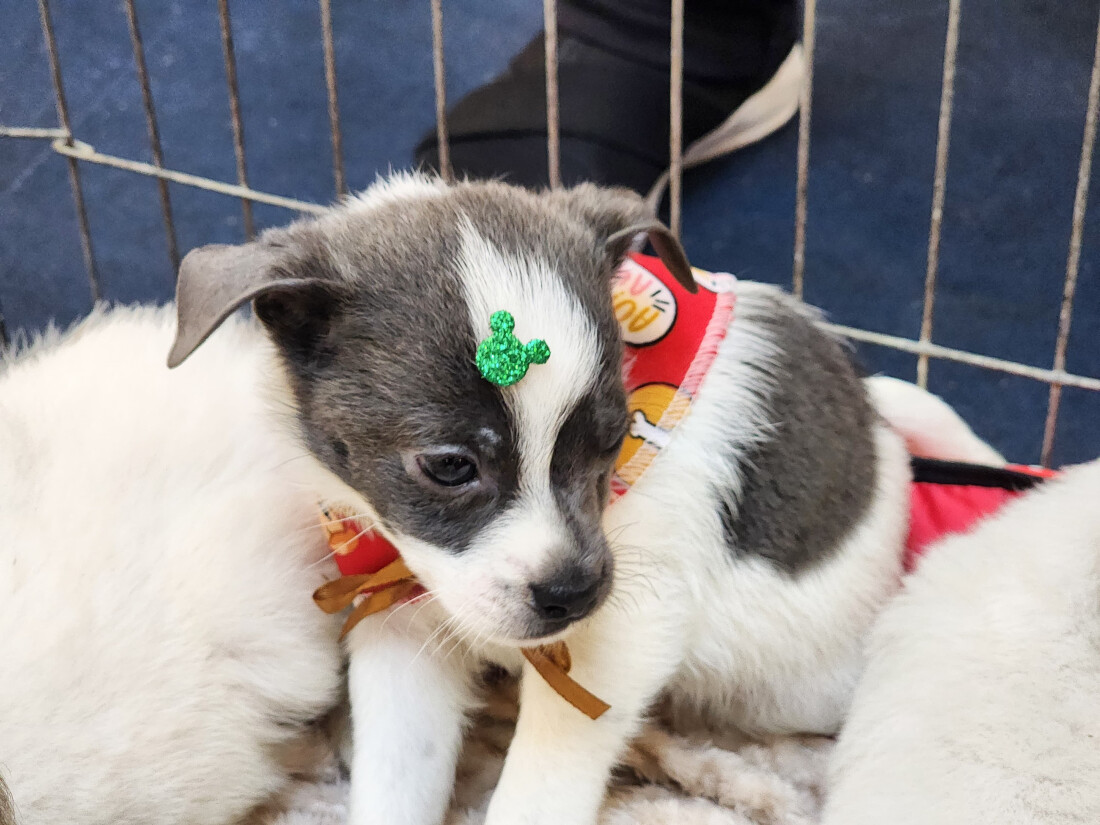 'Baby me Leva!' promove 34 adoções no último sábado