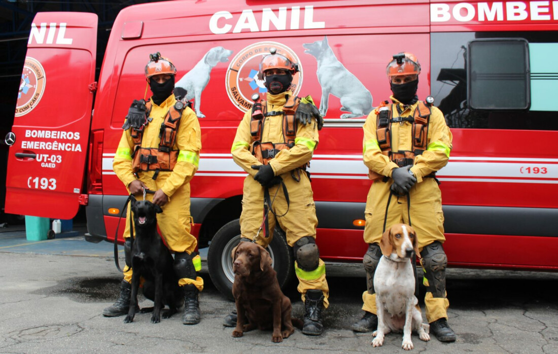 Operações de busca e salvamento: entenda as habilidades dos cães bombeiros