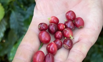 China aprova que 183 novas empresas brasileiras exportem café ao país