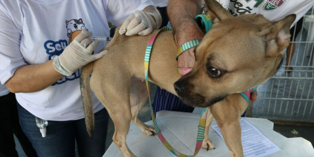 Cidades promovem ações contínuas de vacinação antirrábica