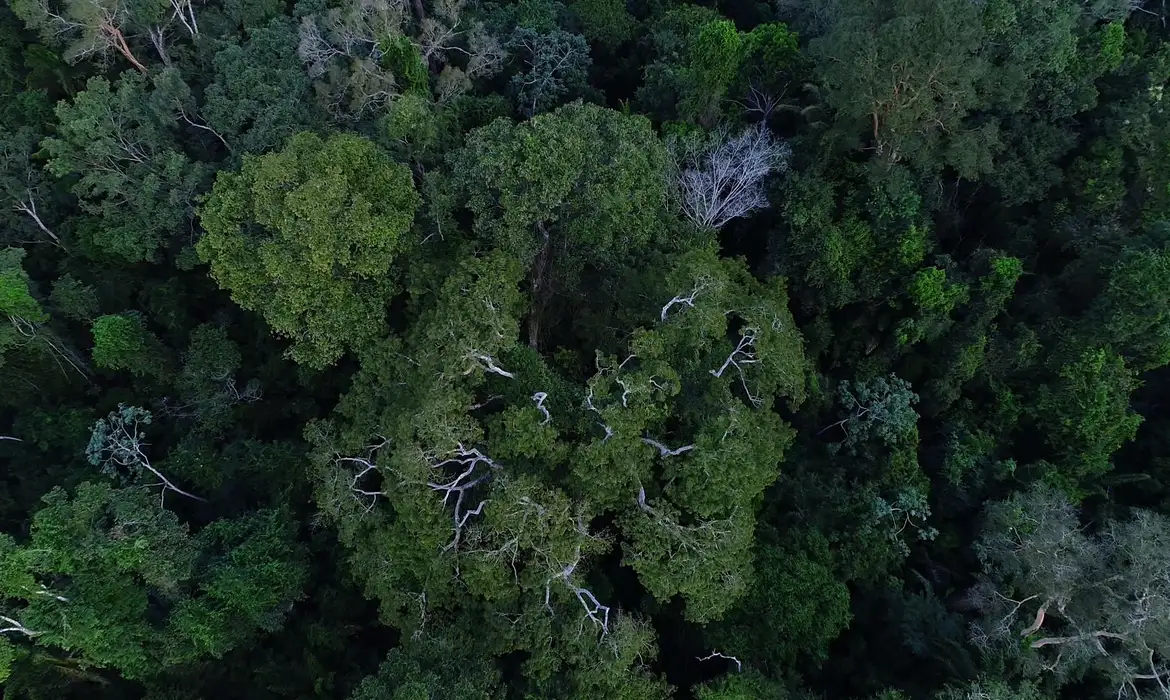 Brasil tem o desafio de elevar financiamento para florestas na COP30