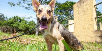 Atendimento para animais será agendado